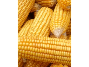 ���ε�����?���׷������������彵֬��Ŀ