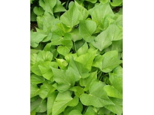 ������ʳ��?����Ҷ������������