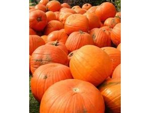 �Ϲϵ�Ӫ����ֵ?���Ϲϵ�һЩ����