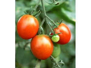 ���Խ�������?���������˵�6��ʳ��