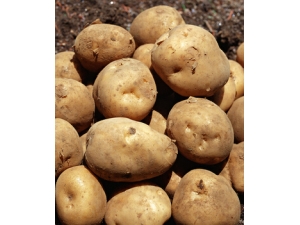 ��������?�����������ݿ�˥��