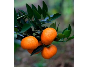 ������ʲôˮ����?�����˲����Ե�5��ˮ��