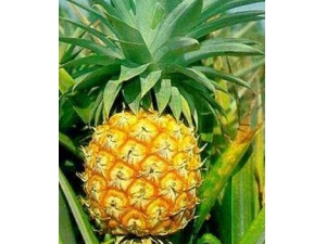 �����۵�Ӫ����ֵ??�Բ���Ҫע����Щ���ɣ�