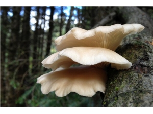 ������Ĺ�Ч������ �����������