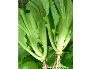 �߲���?��˻ƶ���Ӫ���ֽ���