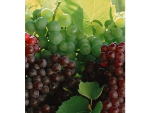 饮食禁忌?吃葡萄的六大注意事项