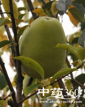 木瓜怎么吃,木瓜减肥丰胸法大全