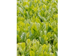 �̲�Ĺ�Ч?�̲���������׵ģ�