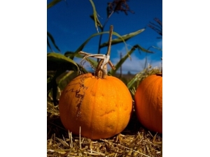 θ�����ʲôʳ���?�������ʳ��ǻ���θ