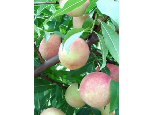 ���ӵĹ�Ч?�ļ���������Ҫע��ʲô��