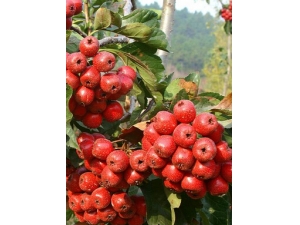 ɽ髵ĳԷ�?�＾ɽ���ô�ԣ�