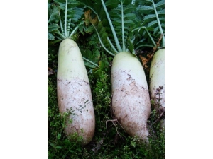 ��ʲô����Ѫ?�＾������Ѫ������