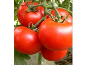 ���ݻ���С����?���Կ�˥��ʳ��