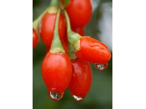 ��ʲô����?�ļ�����轲���