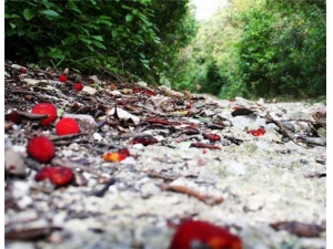 ��÷��Ӫ����ֵ ��÷��ô��ϴ