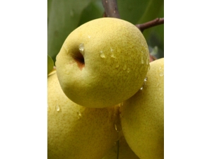 �����ʲôˮ����?�＾�����ĺô�