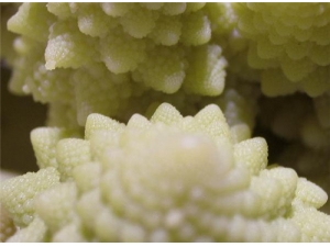 ��������Ӫ����ֵ�������Ĺ�Ч������