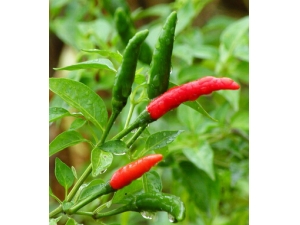 ��θ������ô��?����ҽ��θ�ط�