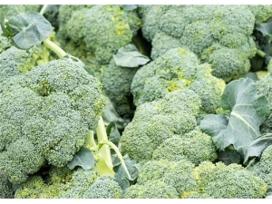 ��������Ӫ����ֵ ��������ô���ó�