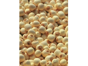 冬天吃什么?冬季吃莲子滋补养生