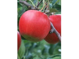 ����ʳ��?�ļ�һ�ܼ���ʳ��