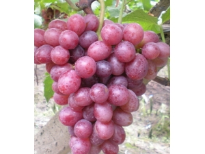 ��ǻ�����ʲô?��ǻ�����ʲôˮ���õÿ죿