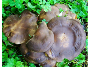 �ӱ�����Ӫ����ֵ �ӱ����ĸ��ֳԷ�