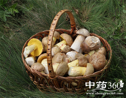 凤尾菇的营养价值 凤尾菇的几种做法