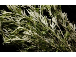 �����ݽ��ܰ���ȥʪ�� �ݽŵĺô�����Щ