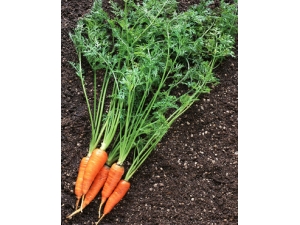 ����������?��˿�����ܲ�����ƣ��