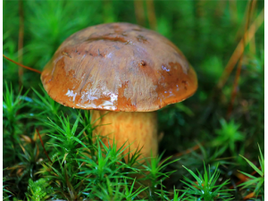 �Ģ��Ӫ����ֵ �Ģ�ĸ�������