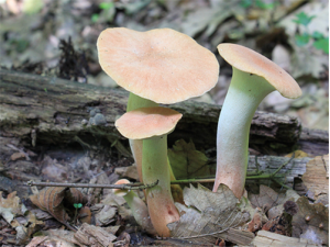 �ݹ���Ӫ����ֵ �ݹ��ĸ�������