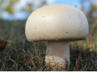 白蘑菇怎么做好吃 白蘑菇的营养做法