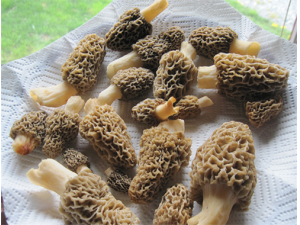 Ģ����Ӫ����ֵ ���ܺ�Ģ���Ե�ʳ��