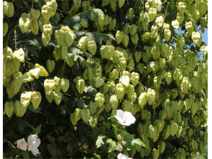 ��������Ӫ����ֵ ��������ҩ�ü�ֵ