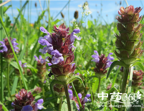 ĿݲݵӪֵ Ŀݲݵҩüֵ