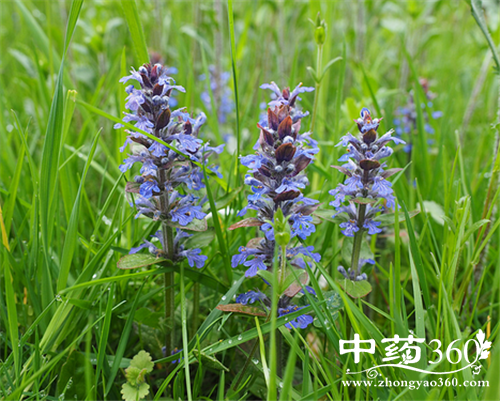 ĿݲݵӪֵ Ŀݲݵҩüֵ