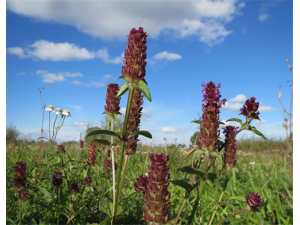 �Ŀݲݵ�Ӫ����ֵ �Ŀݲݵ�ҩ�ü�ֵ