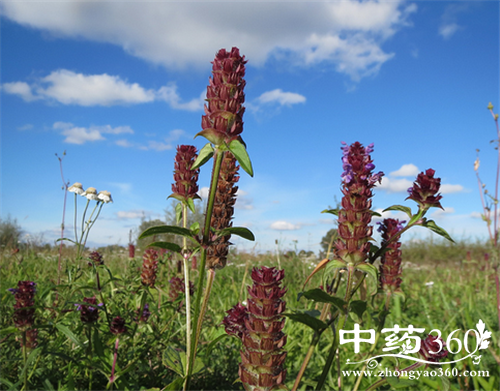 ĿݲݵӪֵ Ŀݲݵҩüֵ