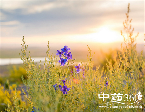 ĿݲݵӪֵ Ŀݲݵҩüֵ