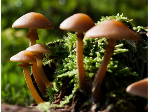 ������Ӫ����ֵ �����ļ�������