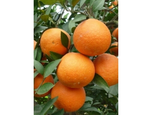 ���ӵ�Ӫ����ֵ?�Գ��ӻ��ϻ���