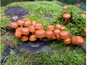 ��������Ӫ����ֵ ����������������