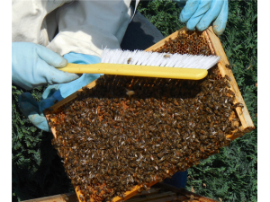 ��Ӽ��Ӫ����ֵ ��Ӽ��ҩ�ü�ֵ