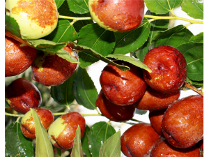 �����ʵ�Ӫ����ֵ �����ʵ�ҩ�ü�ֵ