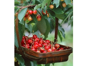 ������ʳע������?�¾��ڼ���ԳԳ�������