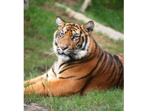 �����˵�����?��Ф���������˳���Σ�