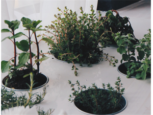 ���ٵ�Ӫ����ֵ ���ٵ�ҩ�ü�ֵ