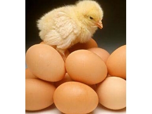 ��ð�ܳԼ�����?��ð����ע�������ʳ����