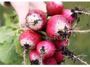 С�ܲ�ӧ��Ӫ����ֵ ��μ����ܲ�ӧ�Ӻû�